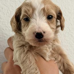 Bernedoodle, Goldendoodle, and Poodle Puppies from Beach Doodles