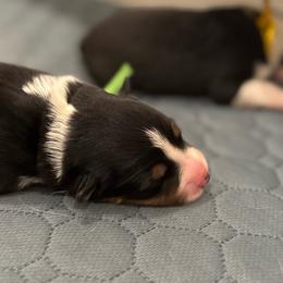 Green - Tri-color female Border Collie puppy in Palmetto Bay, Florida from Hill Valley Border Collies