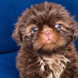 Lulu - Chocolate and tan female Shih Tzu puppy in Monrovia, California from Sunrise Shihtzu Blossom