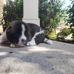 Akita Puppies from Georgia Bred Akita Bears