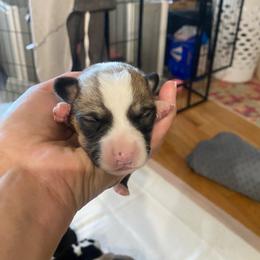 Raj - Sable male Pembroke Welsh Corgi puppy in New Richmond, Wisconsin from 10 Mile Creek Farms