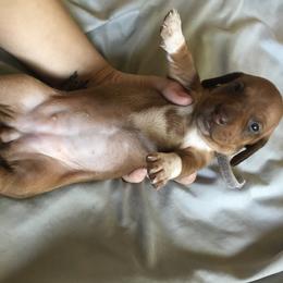 Dachshund Puppies from Hursh’s Hounds