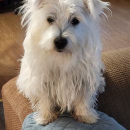 Rose - West Highland White Terrier