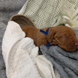 Boy 1 - male Vizsla puppy in Lexington, Kentucky from Summit Vizsla (we can deliver to you)