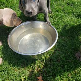 Weimaraner Puppies from Miller's Weimaraners