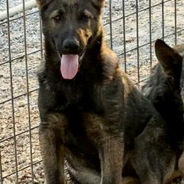 Boy 3 - Sable male German Shepherd puppy in Beech Grove, Arkansas from Ze Zadnich lesu