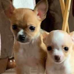 Chihuahuas from L & L Happy Puppies