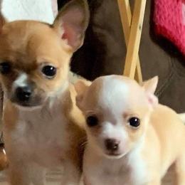 Chihuahuas from L & L Happy Puppies