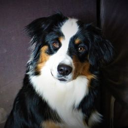River - Miniature Australian Shepherd