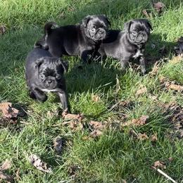 Pug puppies from PNW Pugs