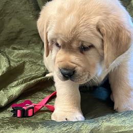 Yellow Girl - Yellow female Labrador Retriever puppy in Beaverdam, Virginia from Gold Heart Labradors