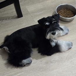 Miniature Schnauzer Puppies from JC miniature schnauzers