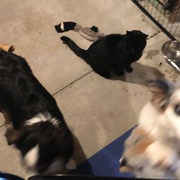 Aussiedoodle Puppies from Hearth&Hound Doodles