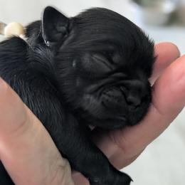 Luna - Black female Shih Tzu puppy in Claxton, Georgia from Small Pawz Shih tzu