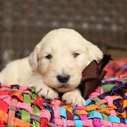 Australian Labradoodle, Bernedoodle, and Goldendoodle Puppies from Golden Fields Doodles