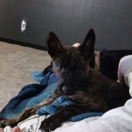 Dutch Shepherds from Blue Line Kennel