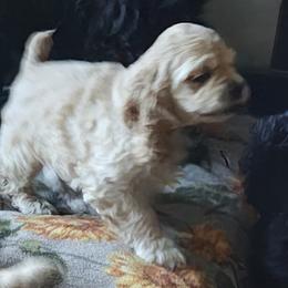 Cocker Spaniels from April Stich