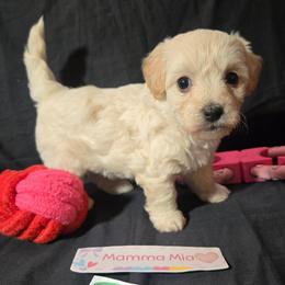 Mamma Mia - White female Maltipoo puppy in Sahuarita, Arizona from Cowgirl's Legacy Maltipoos