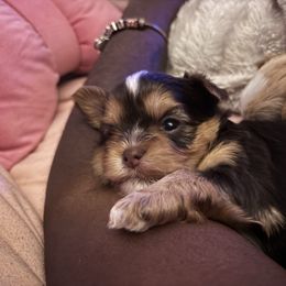 Handsome - Chocolate, tan and white male Yorkshire Terrier puppy in Jacksonville, Florida from TLJ Choco Yorkie Love