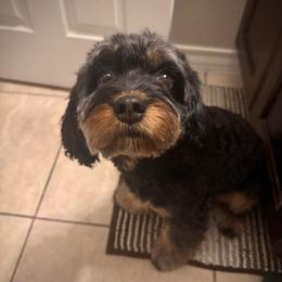 Nova - Cavapoo