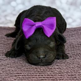 Lilly - Black female Poodle puppy in Monroe, North Carolina from Toy Poodle Shenanigans