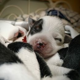 Australian Cattle Dog Puppies from Kurczak Farm LLC