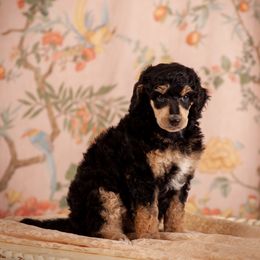 Poodle Puppies from Setting the Standard Poodles