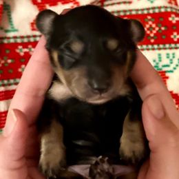Prancer - Black and cream male Dachshund puppy in Biloxi, Mississippi from Southern Doxies Ms