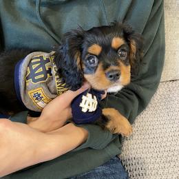 Cavalier King Charles Spaniel Puppies from Amanda's Cavalier King Charles Spaniels