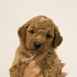 Male 4 - Apricot male Goldendoodle puppy in Clarksville, Tennessee from Tennessee Goldendoodles, since 2014