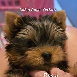 Rosie - Black and tan female Yorkshire Terrier puppy in Luray, Tennessee from Little Angel Yorkies