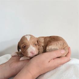 Luna - Apricot female Goldendoodle puppy in Austin, Texas from Cedarcrest Goldendoodles