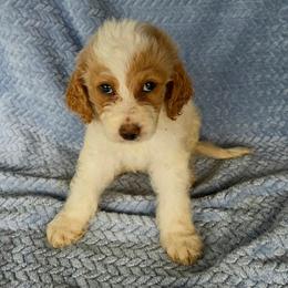 Woodstock - Red male Irish Doodle puppy in Bonifay, Florida from Heavenly Poodles