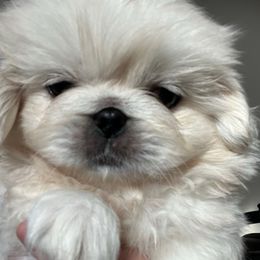 Full AKC - Cotton - Cream male Pekingese puppy in Pennsylvania from Triple I Pekes