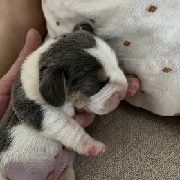 Boy 1 - Blue tan and white Beagle puppy in Crawfordville, Indiana from Flatbroke Beagles
