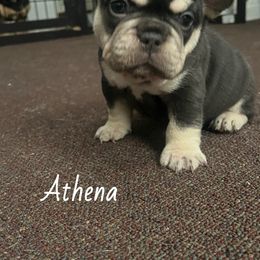 Athena - Tricolors female French Bulldog puppy in Middletown, Rhode Island from Royal Frenchies LLC