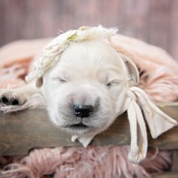 Golden Retriever Puppies from Lovasi Goldens