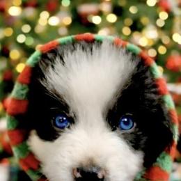 Frosty - Black tri male Miniature Australian Shepherd puppy in Alexandria, Virginia from Fairfax Aussies