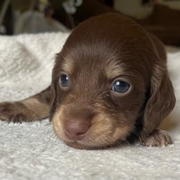 Bobby - Chocolate male Dachshund puppy in Jackson, Tennessee from Cashmere Crown Mini Dachshunds