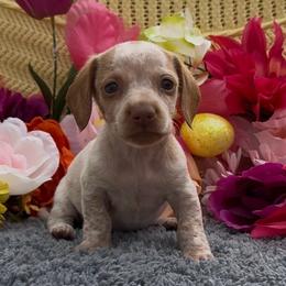 Nori - Piebald female Dachshund puppy in Desloge, Missouri from Snows Doxies