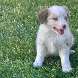 Caspian - Red merle male Miniature Australian Shepherd puppy in California from Eagle River Aussies