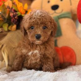 Acorn - Red  male Goldendoodle puppy in Somerset, Kentucky from Hilltop Doodles KY LLC