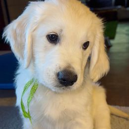 Golden Retriever puppies from Gradient Golden Retrievers