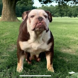 Paw and Orders Lady B - Bulldog