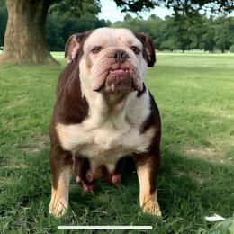 Paw and Orders Lady B - Bulldog