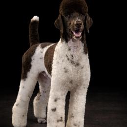 Cano - Poodle
