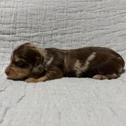 Chocolate and Cream Dapple Girl (dark) - Dapple female Dachshund puppy in Fontana, California from Oscar Meyer’s Weenies