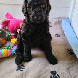 Poodle Puppies from Hickory Hills Poodles