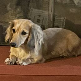 Crumpet - Dachshund