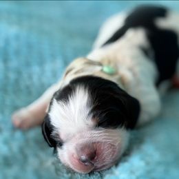 Teal - Tri-Roan female English Springer Spaniel puppy in Grandview, Texas from Lollipop Paws